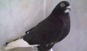 Roller Pigeon